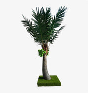 Coconut Palm Tree