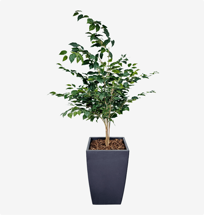 Paradise Small Planters