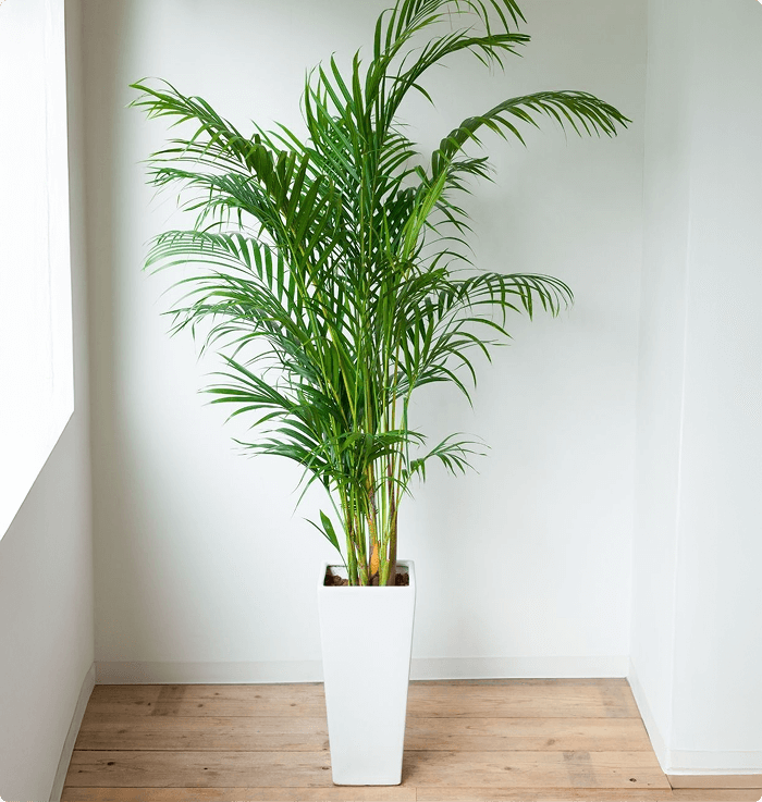 Paradise Planter