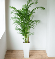 Paradise Planter