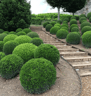 Pine Leaf Topiaries