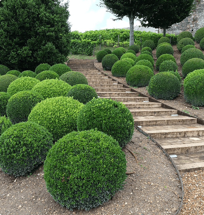 Pine Leaf Topiaries