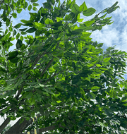 Artificial Ficus Tree