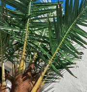 Coconut Palm Tree