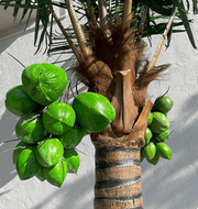 Coconut Palm Tree