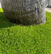 Coconut Palm Tree