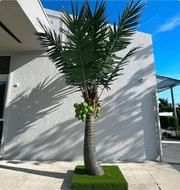 Coconut Palm Tree