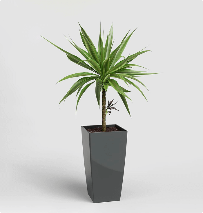 Paradise Small Planters