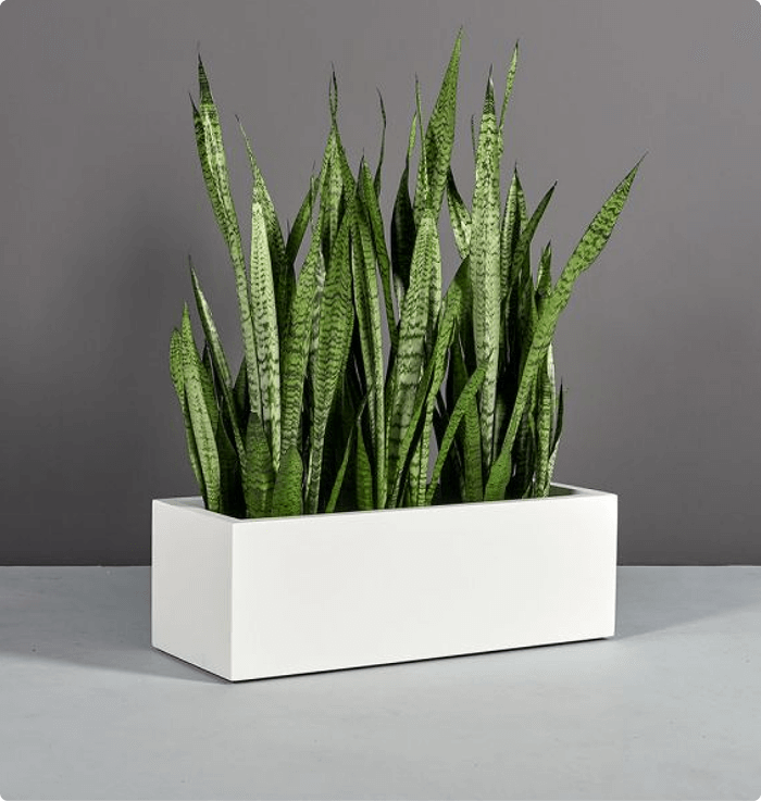 Vibe Low Profile Planter