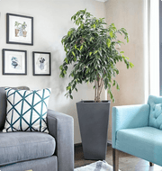 Paradise Small Planters