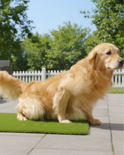 Dog Potty Artificial Grass Pad 20” × 25” – Reusable, Fast-Drain