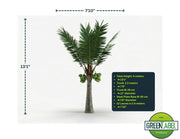 Coconut Palm Tree
