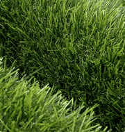Turf Zoysia - SQFT