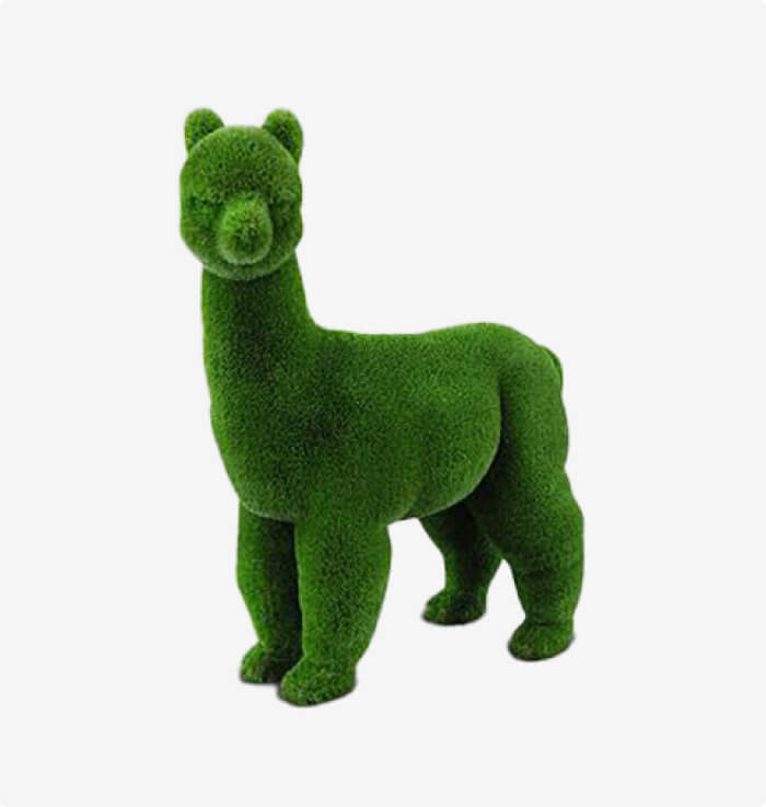 Alpaca